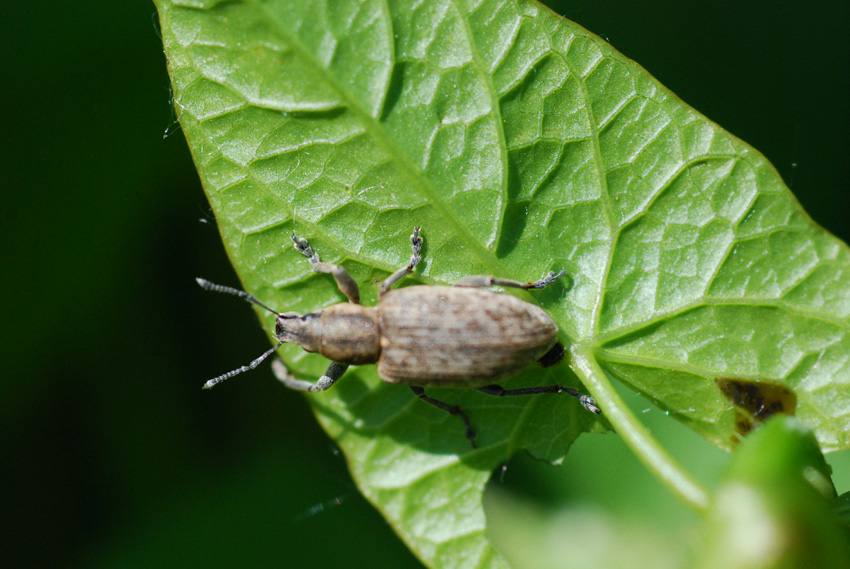 Coleottero da identificare